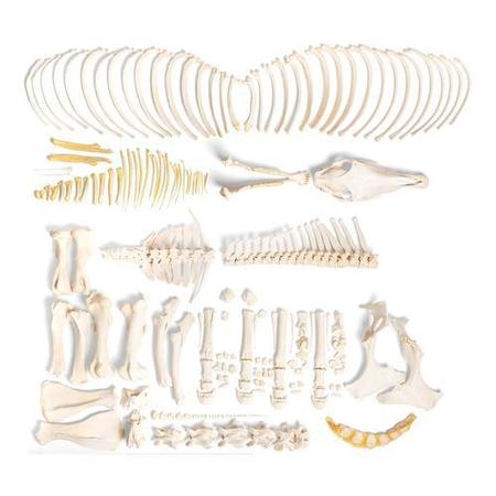 3B SCIENTIFIC Horse skeleton, m, Disarticulated 1021005